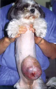 わんちゃんの乳腺腫瘍です。