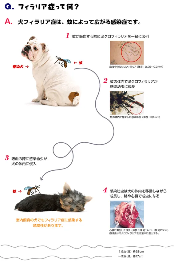 フィラリアの感染経路