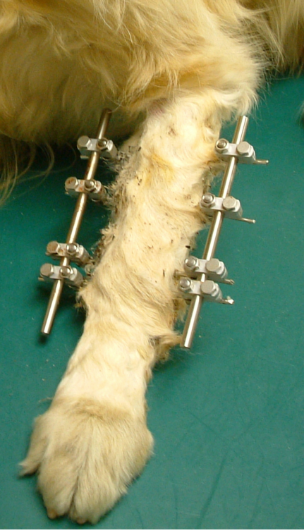 創外固定法を実施した大型犬の前腕骨粉砕骨折症例