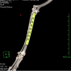 骨プレート固定を実施した小型犬の前腕骨骨折症例