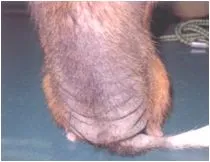 ノミアレルギー性皮膚炎の症例画像①