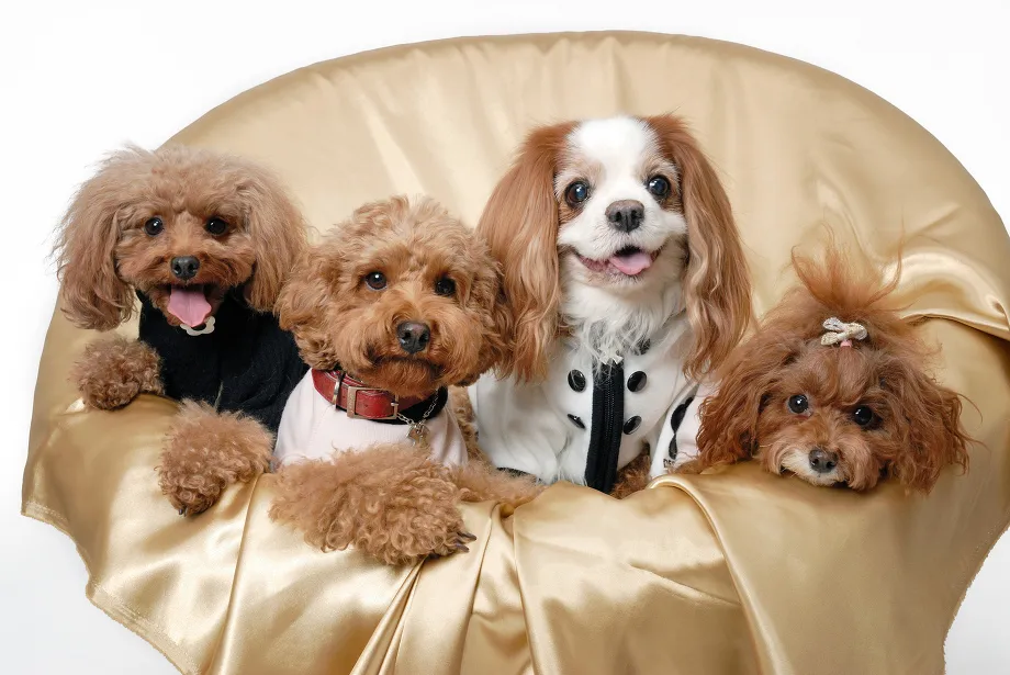 犬の画像