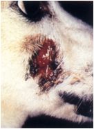 眼窩下膿瘍 (歯根膿瘍)の症例画像