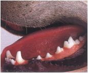 犬のきれいな歯の画像